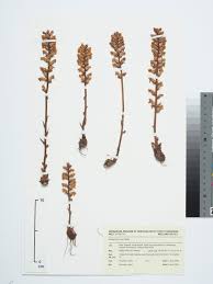 Image result for Orobanche minor