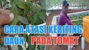 Pemangkasan tunas yang tumbuh pada ketiak daun harus segera agar tidak tumbuh menjadi batang. Cara Mengatasi Daun Tomat Keriting Youtube