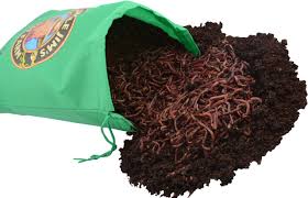 I started many years ago and have brought them with me when i moved. 250 Red Composting Worm Mix Uncle Jim S Worm Farm