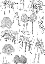 Image result for Salviniaceae