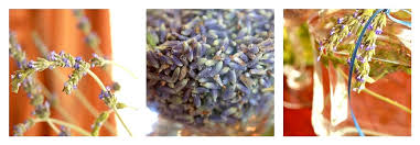 Mix 3 ounces of vodka with approximately 3 cups of pure water and 30 drops of lavender oil. How To Make Lavender Water Tasty Kitchen A Happy Recipe Community