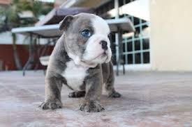 Miniature english bulldogs and french bulldogs available for sale. Miniature Blue English Bulldog Puppies For Sale Zoe Fans Blog English Bulldog Puppies Bulldog Puppies Bulldog