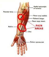 Four superficial, one intermediate and three deep muscles occupy the anterior forearm. Pin On Get It In Gear