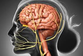 Two electrodes are placed on the skin over your nerve. Can Facial Nerve Damage Be Repaired