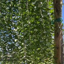 Image result for Maytenus