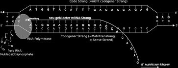 Technical replicates of ffpe tissue show high concordance, indicating robust library prep performance. Kapitel 08 12 Molekulare Grundlagen Der Vererbung Molekulargenetik Pdf Kostenfreier Download