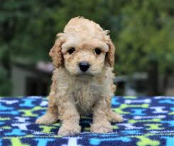 Check spelling or type a new query. Best Cockapoos