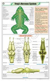 Frogs Nervous System For Zoology Chart