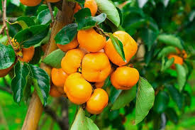 Whole foods 365 brand didn't list cellulose as an ingredient on the label, but still tested at 0.3 percent. Persimmon Trees Buying Growing Guide Trees Com