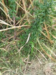 Image result for Teramnus repens