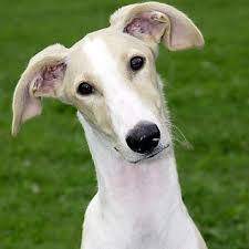 stunningly beautiful polish greyhound aka chart polski