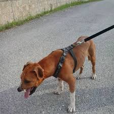 We did not find results for: Pit Fighting Pit Shoots And Practice Seitenverzeichnis