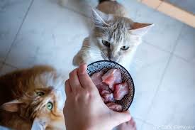 Would you eat raw ground beef?) it is also important to keep in mind that the term. How To Transition Your Cat To Raw Feeding The Little Carnivore
