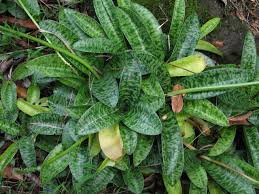 Image result for Drimiopsis