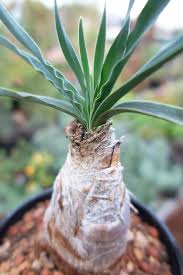 Image result for Boophone