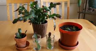 Image result for cactus cuttings