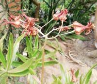 Image result for Cotyledon barbeyi