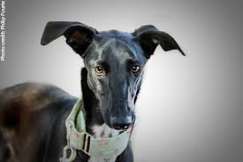 Check spelling or type a new query. Happy Tails Sighthound Sanctuary Sa