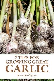 We did not find results for: 7 Tips For Growing Great Garlic