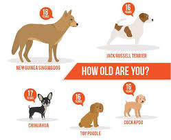 Lifespan Of A Dog A Dog Years Chart By Breed