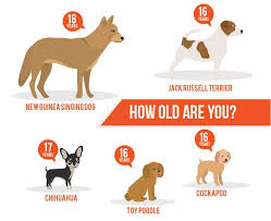 lifespan of a dog a dog years chart by breed