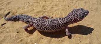 Leopardgecko Im Sand Der Wustenbewohner Fur Zu Hause Leopard Gecko Leopard Gecko Care Gecko