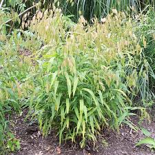 Image result for Chassalia parvifolia