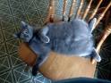 Russian Blue - Wikipedia