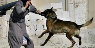 Ruyada Birini Kopek Isirmasi Ruyandagor Com