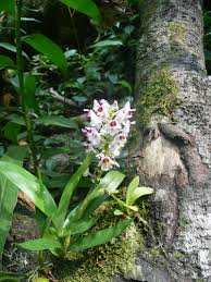 Image result for Polystachya calluniflora