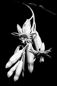 Image result for Eriosema flexuosum