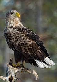 National anthem of poland the republic of poland is a country in eastern europe. Poland National Bird The White Tailed Eagle White Tailed Eagle Bald Eagle Poland