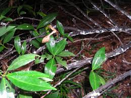 They are prized for their shiny deep green leaves year round, white flowers in the spring, and deer. Scale On Otto Luyken Laurel The Doctor S In