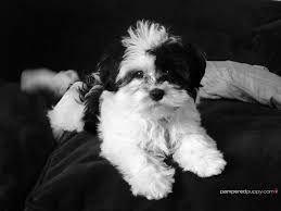 Black And White Havanese Puppy Tg Interiors Classic Black And White Decor Havanese Puppies Havanese Dogs Havanese