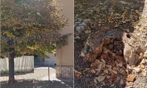 Alberi da potare in via Ruggiero Bonghi :: Segnalazione a Foggia