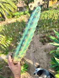 Image result for Pycreus aethiops