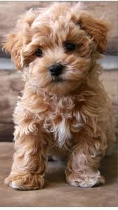 Adorable Bear Dog Breed Bear Dog Teddy Bear Dog