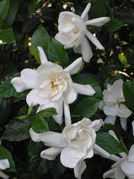 Insufficient sun exposure makes the leaves on gardenias turn yellow and fall. How To Grow And Care For Gardenia Plants Hgtv