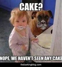 Funny Dog Picture Cake Nope We Haven T Seen Any Cake Dog Quotes Funny Funny Animal Jokes Funny Animal Memes