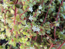 Image result for Crassula expansa