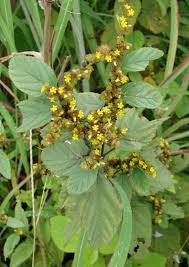 Image result for Waltheria