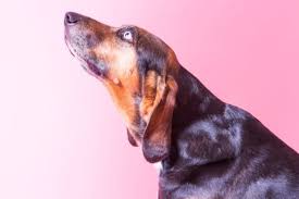 Dog will board with a pro trainer. Are Board And Train Programs Right For My Dog Bark