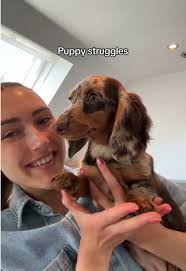 Kip Rent Achter Hond