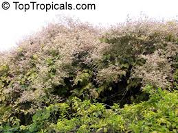 Image result for Congea