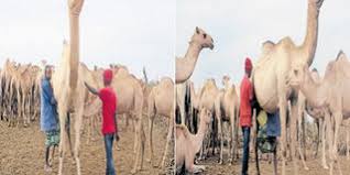 I know that there are certain communities in. Camel Milk Is A Healthy Investment Nation