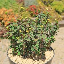 Image result for Euphorbia eranthes