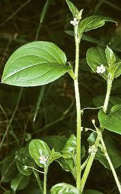 Image result for Loxogramme latifolia