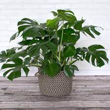 Split Leaf Philodendron Interior Design Plants Plants Diy Plants