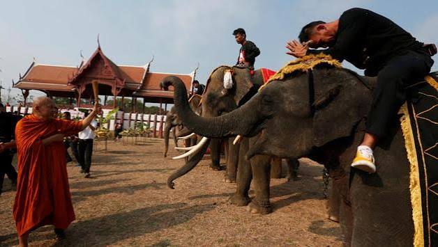 Elephants feast and fight on Thailand's National Elephant Day | Hindustan Times