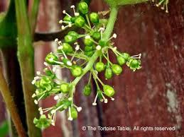 Grape plant images when to plant mustang grapes,grape ape grow log grapes plants pictures,grape growing plantation. Browse And Search The Tortoise Table Plant Database